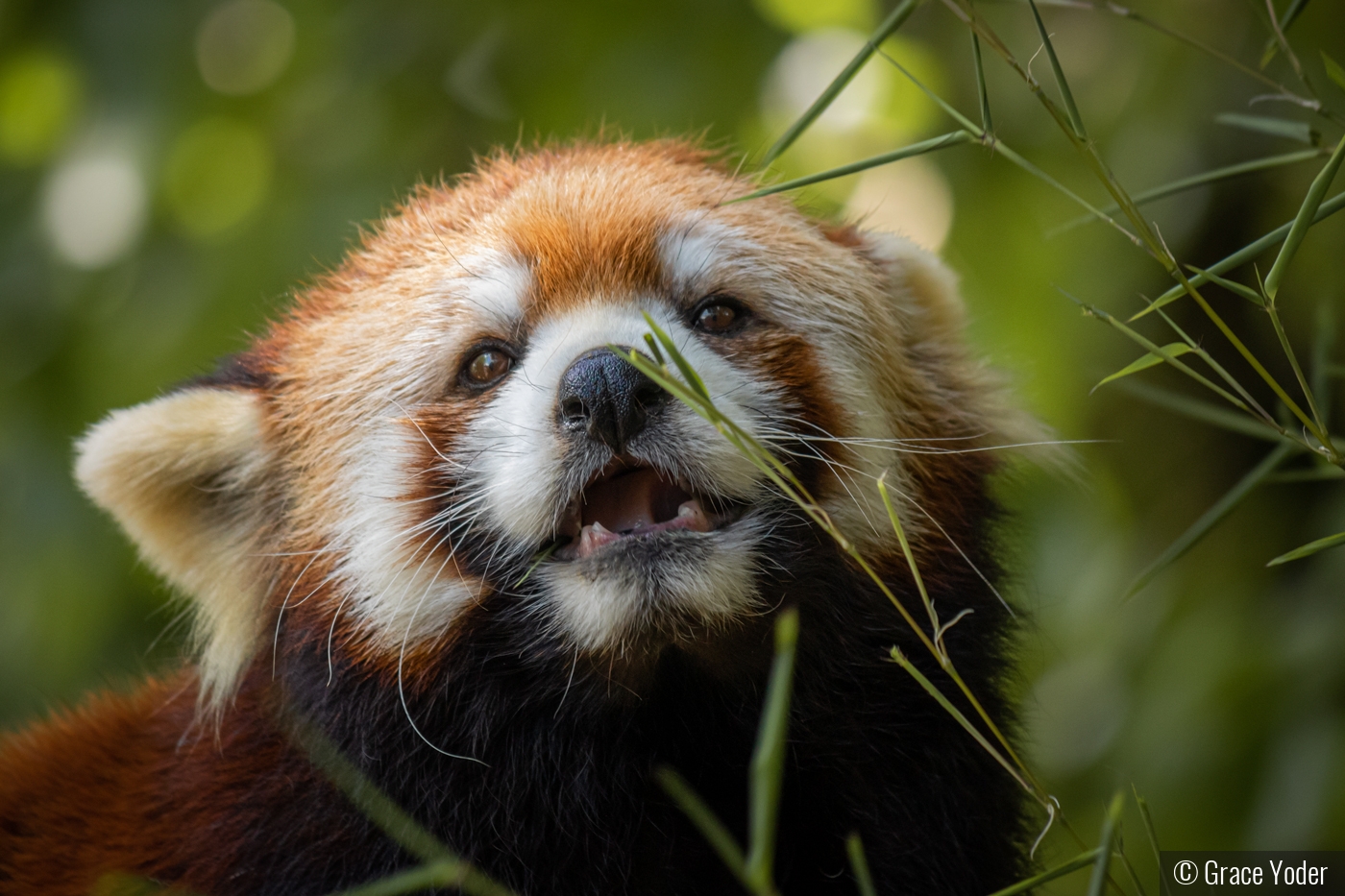 Red Panda by Grace Yoder