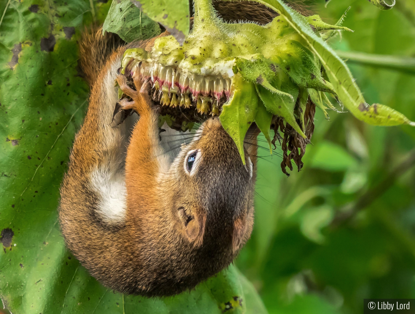 red squirrel eating sunflowers by Libby Lord