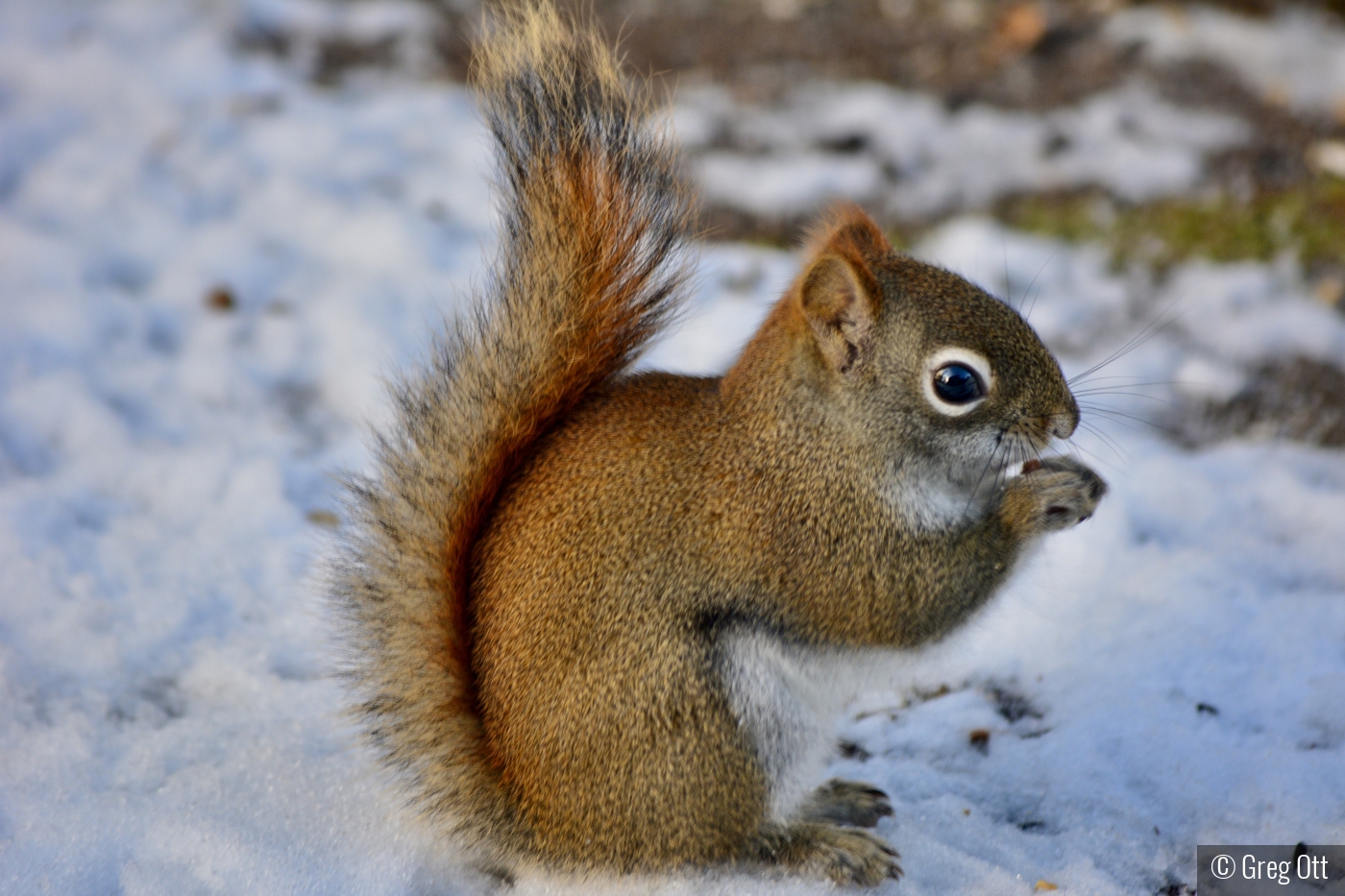 Red Squirrel Visit by Greg Ott