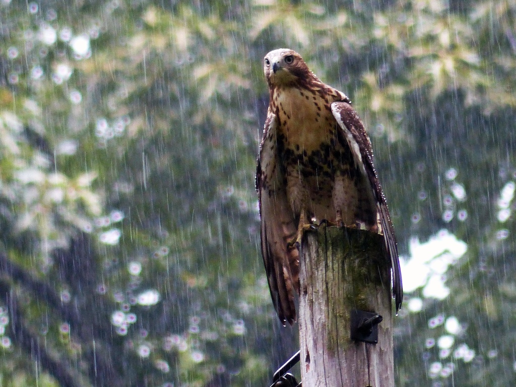 Red Tail Hawk in the Rain by Gil Kleiner