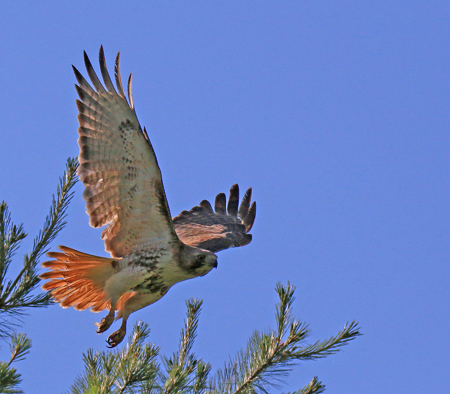 Red tail hawk taking flight by Nancy Schumann