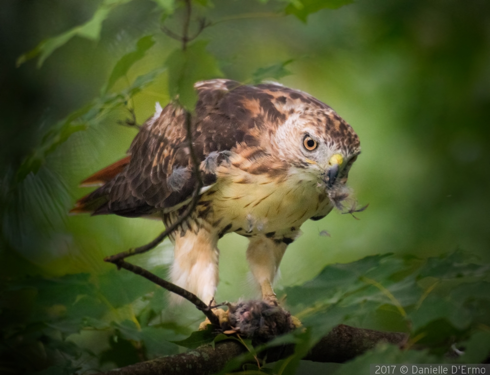 Red Tail Hawk with Catch by Danielle D'Ermo