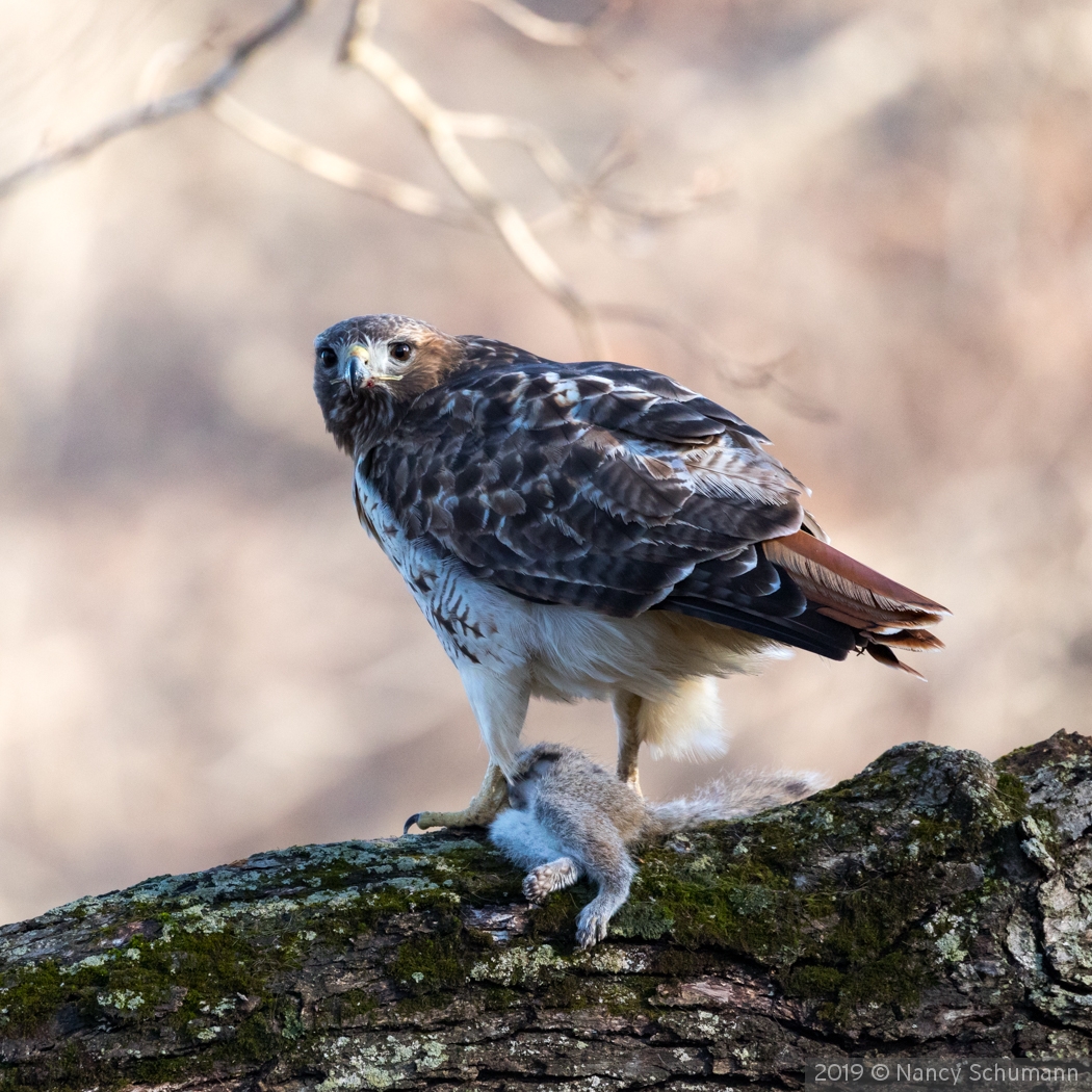 Red Tail Hawk with squirrel by Nancy Schumann