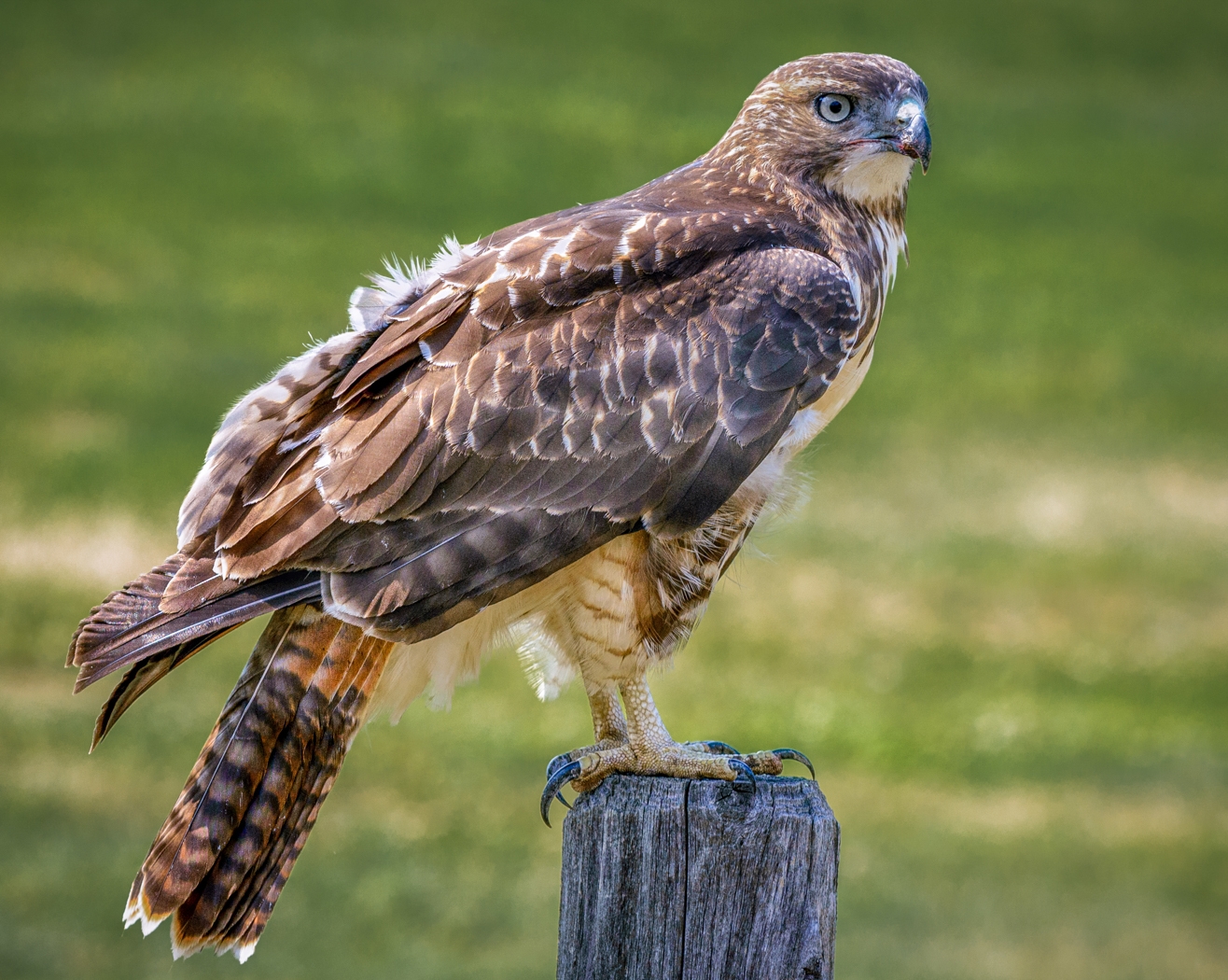 Red Tailed Hawk posing by Bill Payne