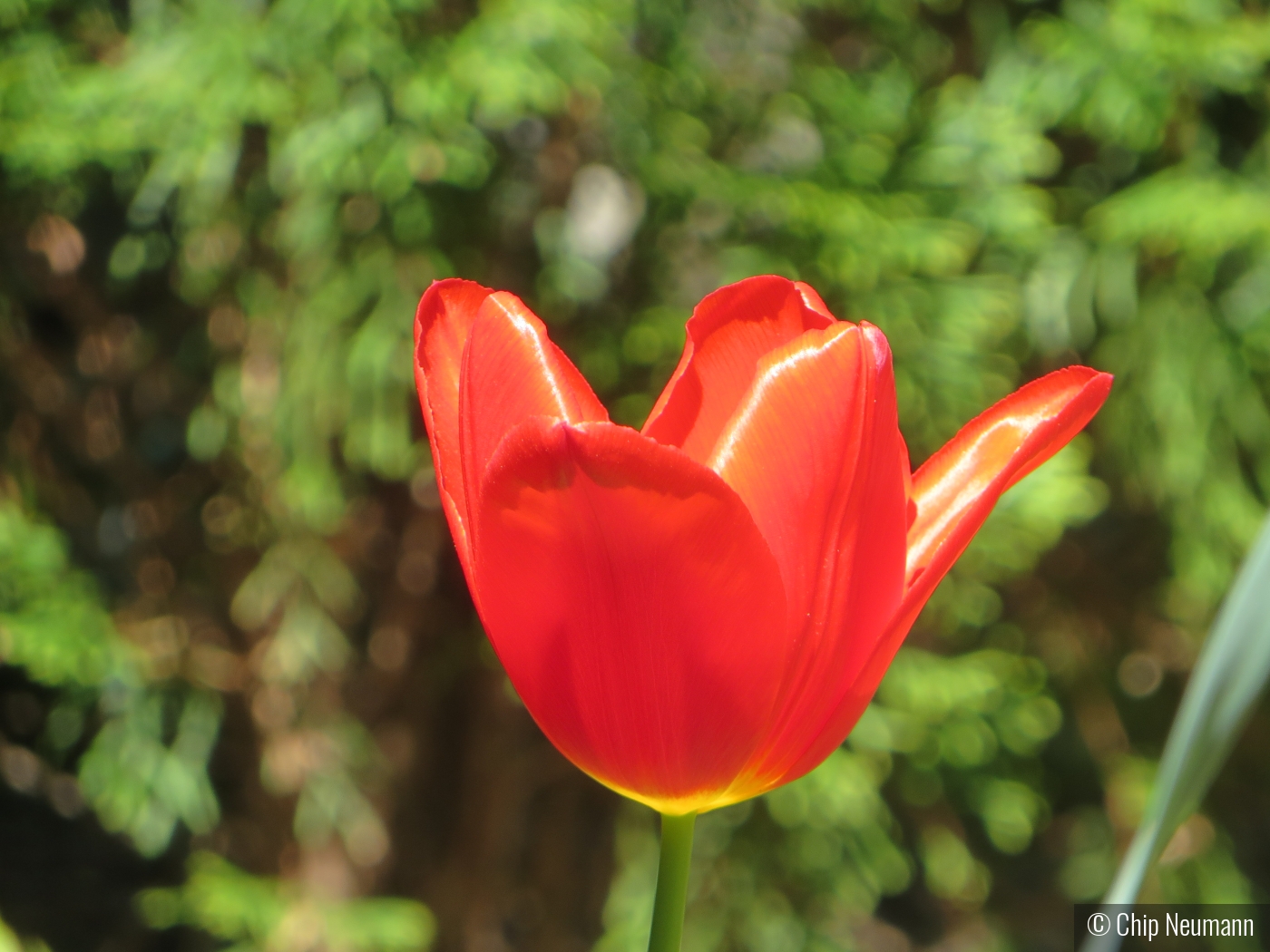 Red Tulip in Late Spring by Chip Neumann