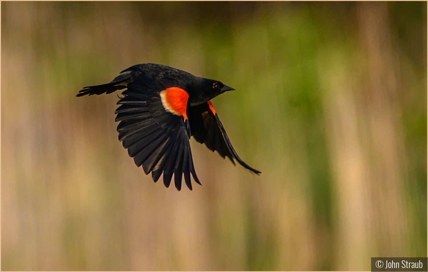 Red Wing Black Bird in Flight by John Straub