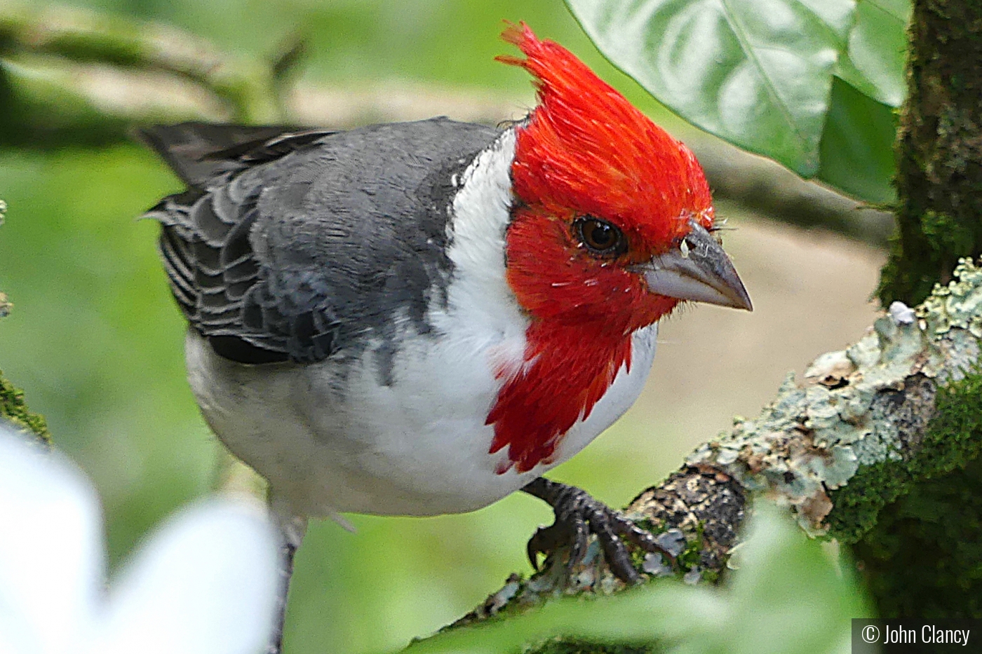 Red-Crested Cardinal on Oahu by John Clancy