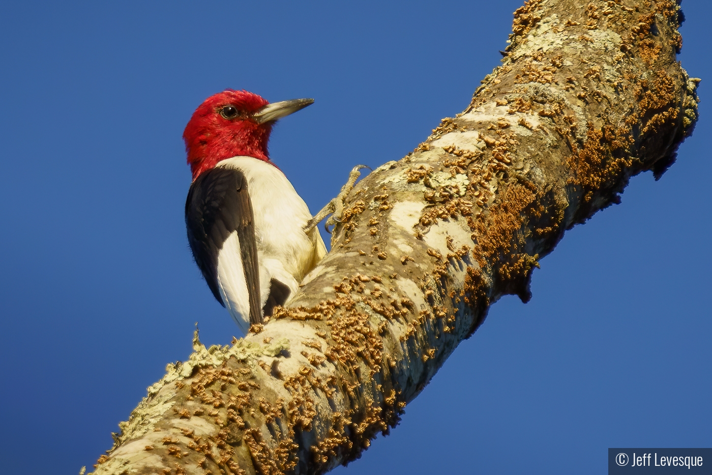 Red-headed Woodpecker Portrait by Jeff Levesque