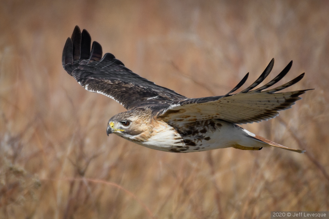 Red-tailed Hawk in Flight by Jeff Levesque