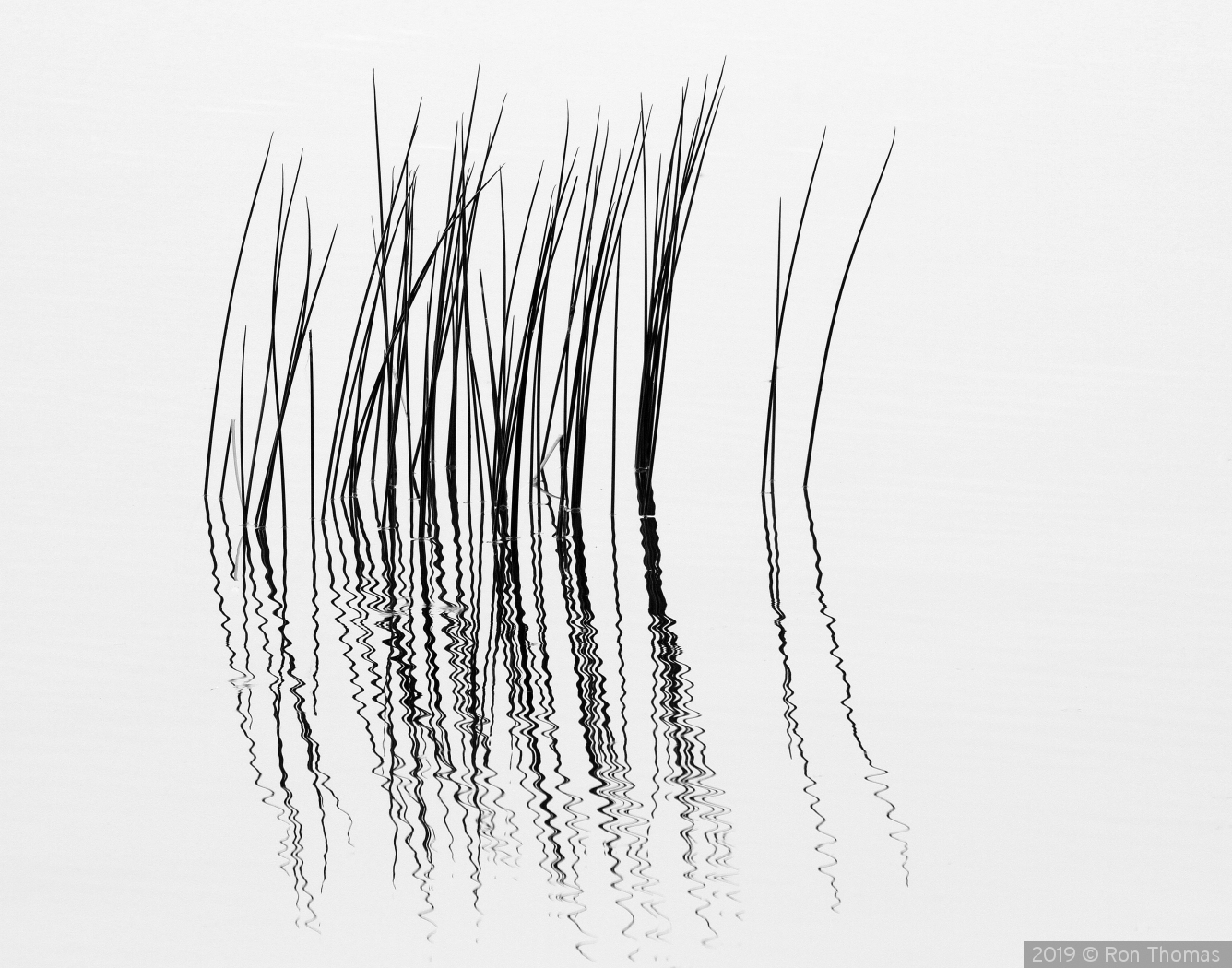 Reeds on a pond by Ron Thomas