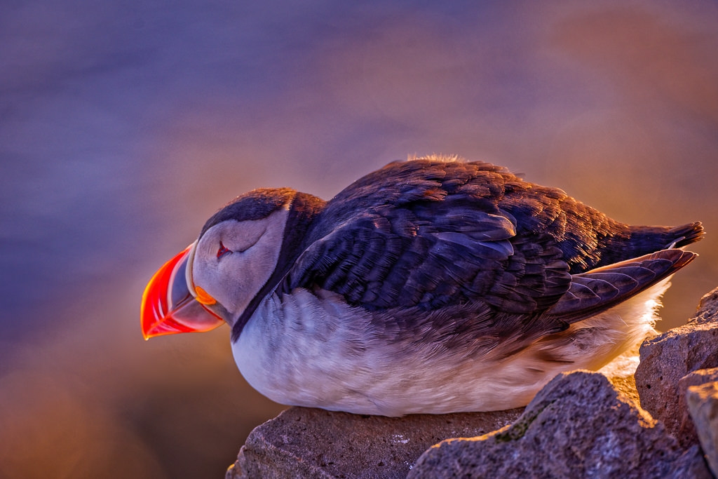 Resting Puffin by John McGarry
