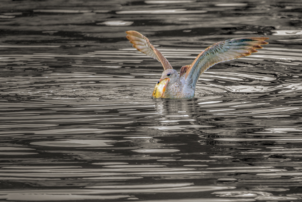 Ripples - Gull with a catch by Aadarsh Gopalakrishna