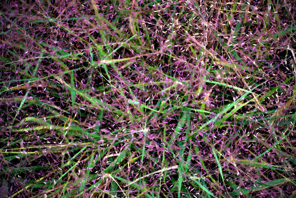 Roadside Grass Makes An Abstraction by Dolph Fusco