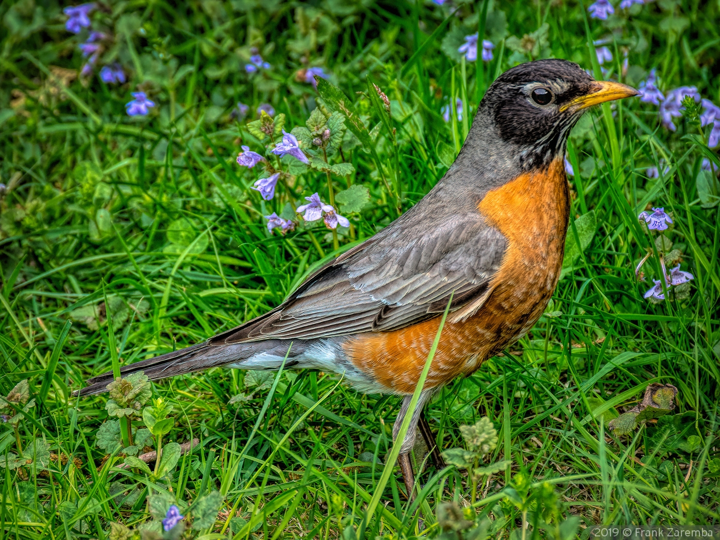 Robin - hunting for food by Frank Zaremba