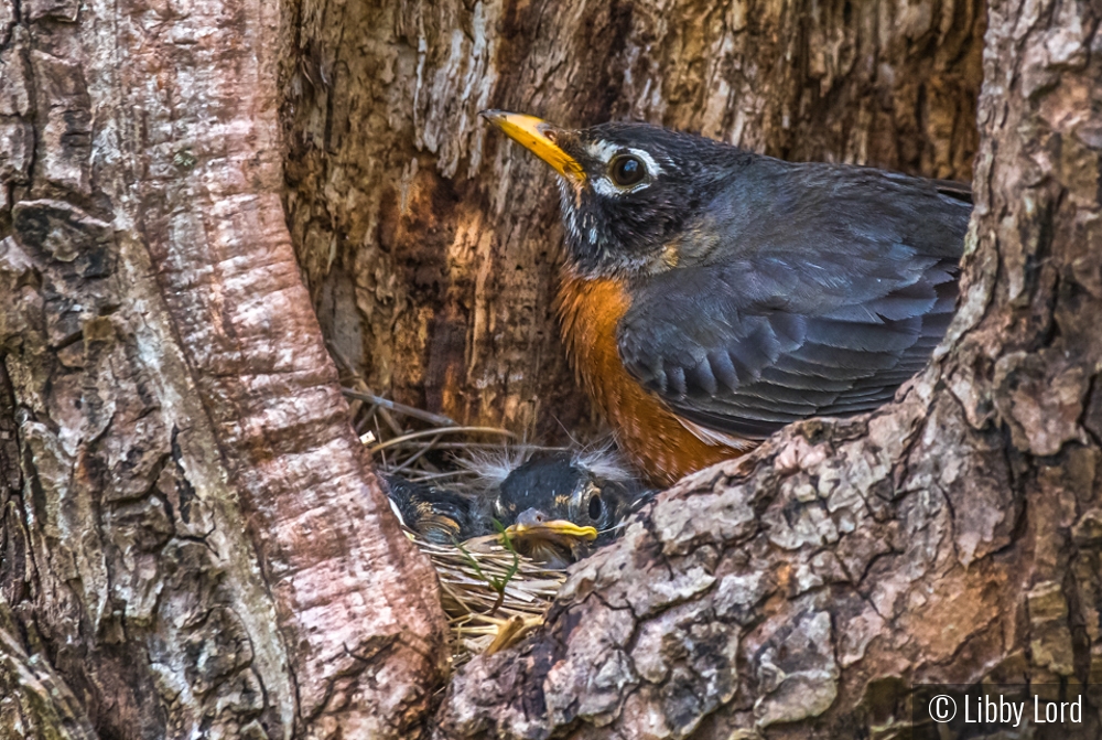 Robin Nest in a Tree by Libby Lord
