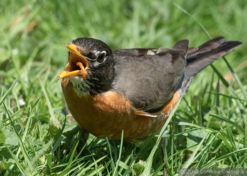 Robin With a Worm by Lorraine Cosgrove