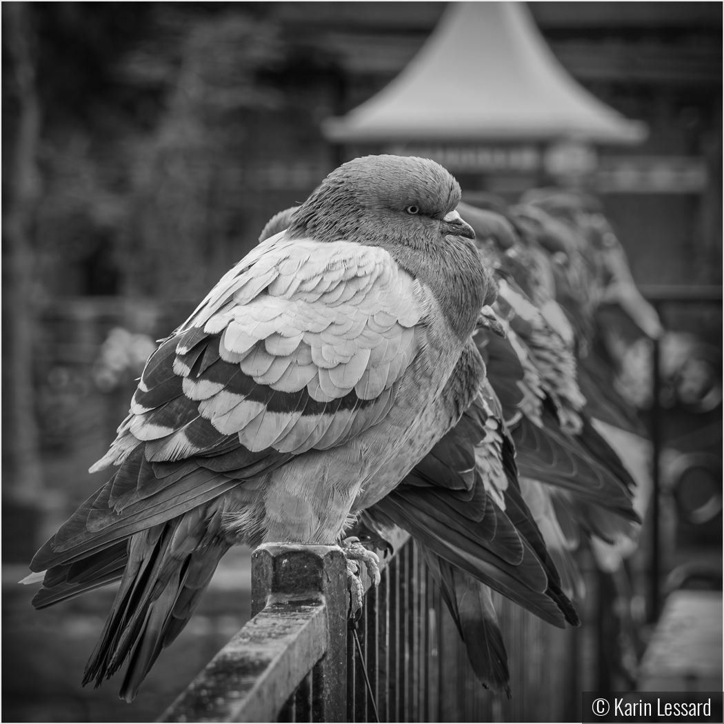 Rock Pigeon by Karin Lessard