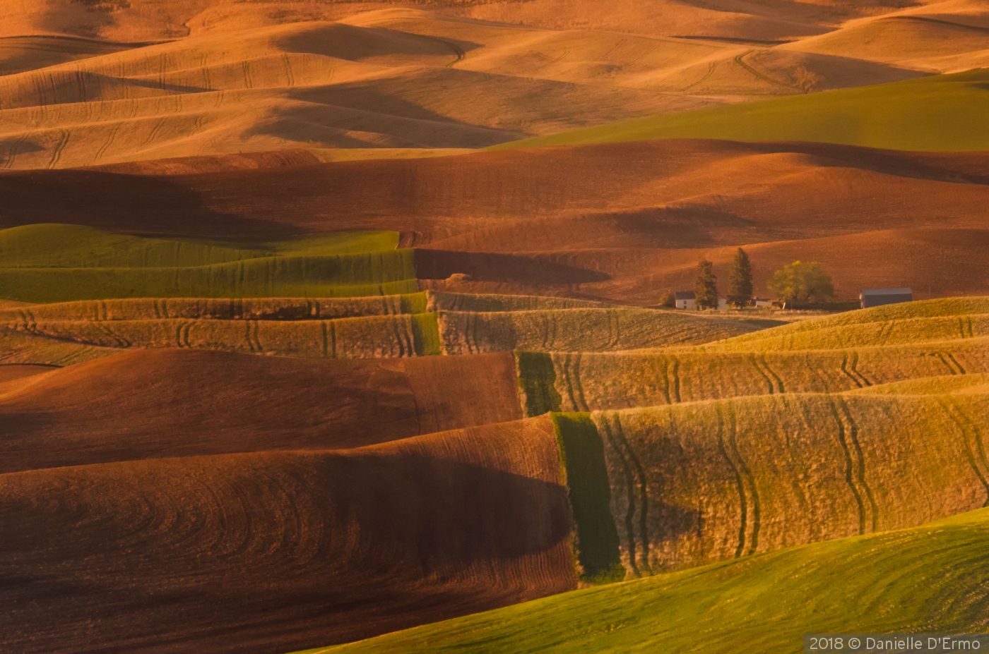 Rolling Hills of the Palouse by Danielle D'Ermo