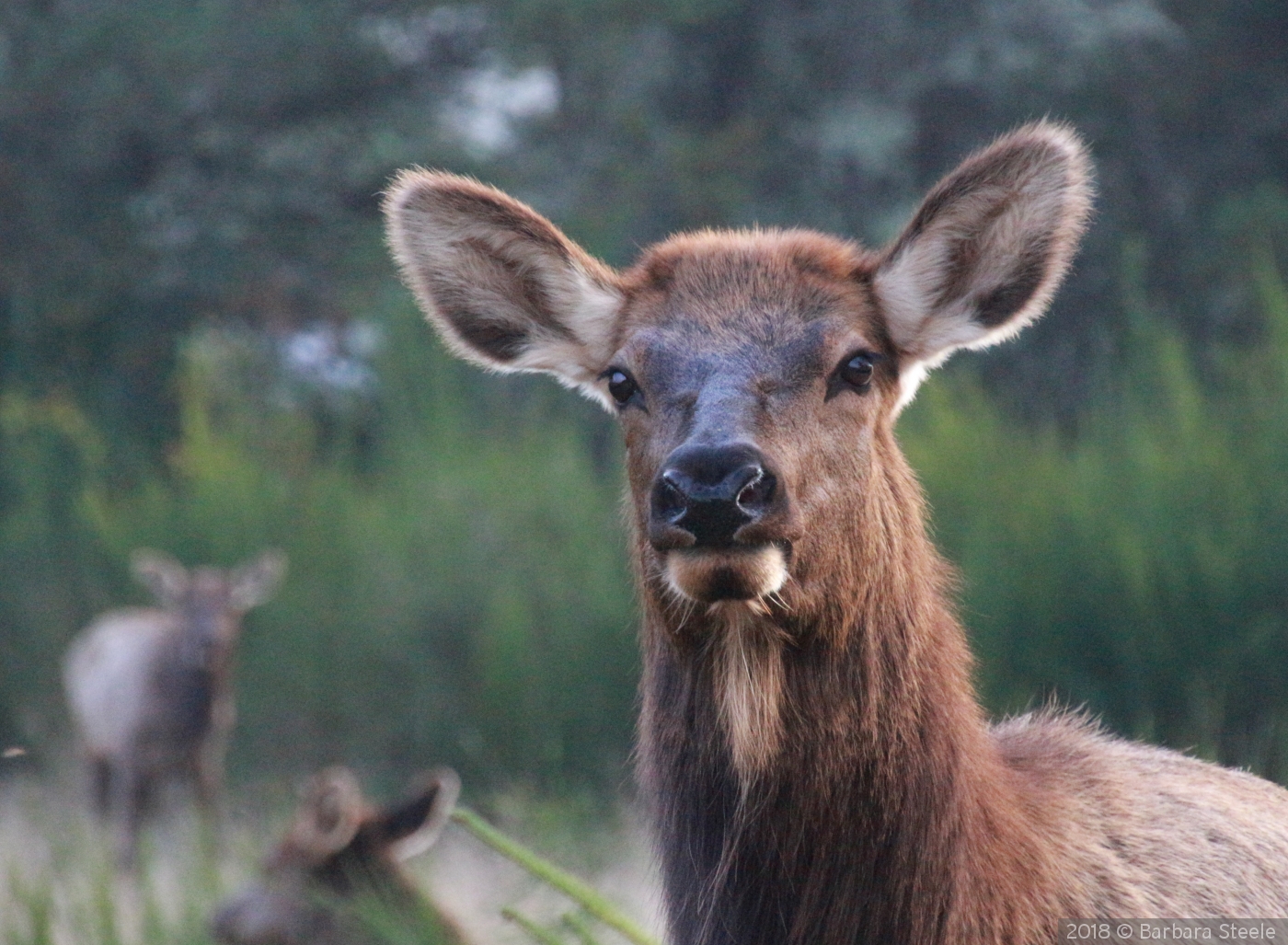 Roosevelt Elk by Barbara Steele