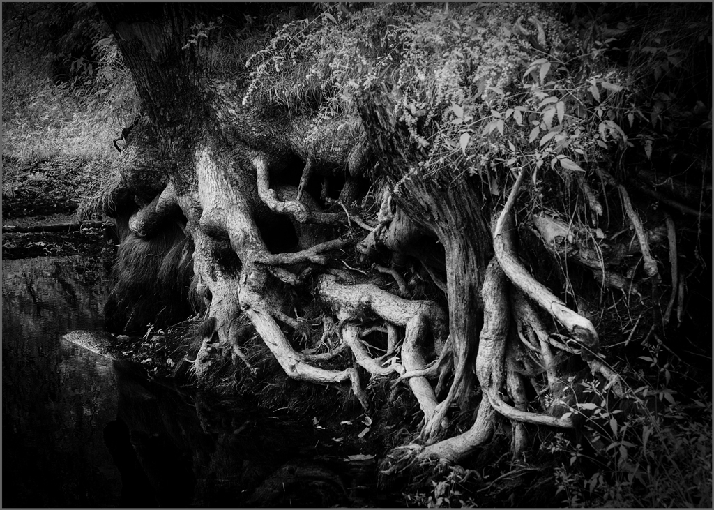 Roots by Frank Zaremba