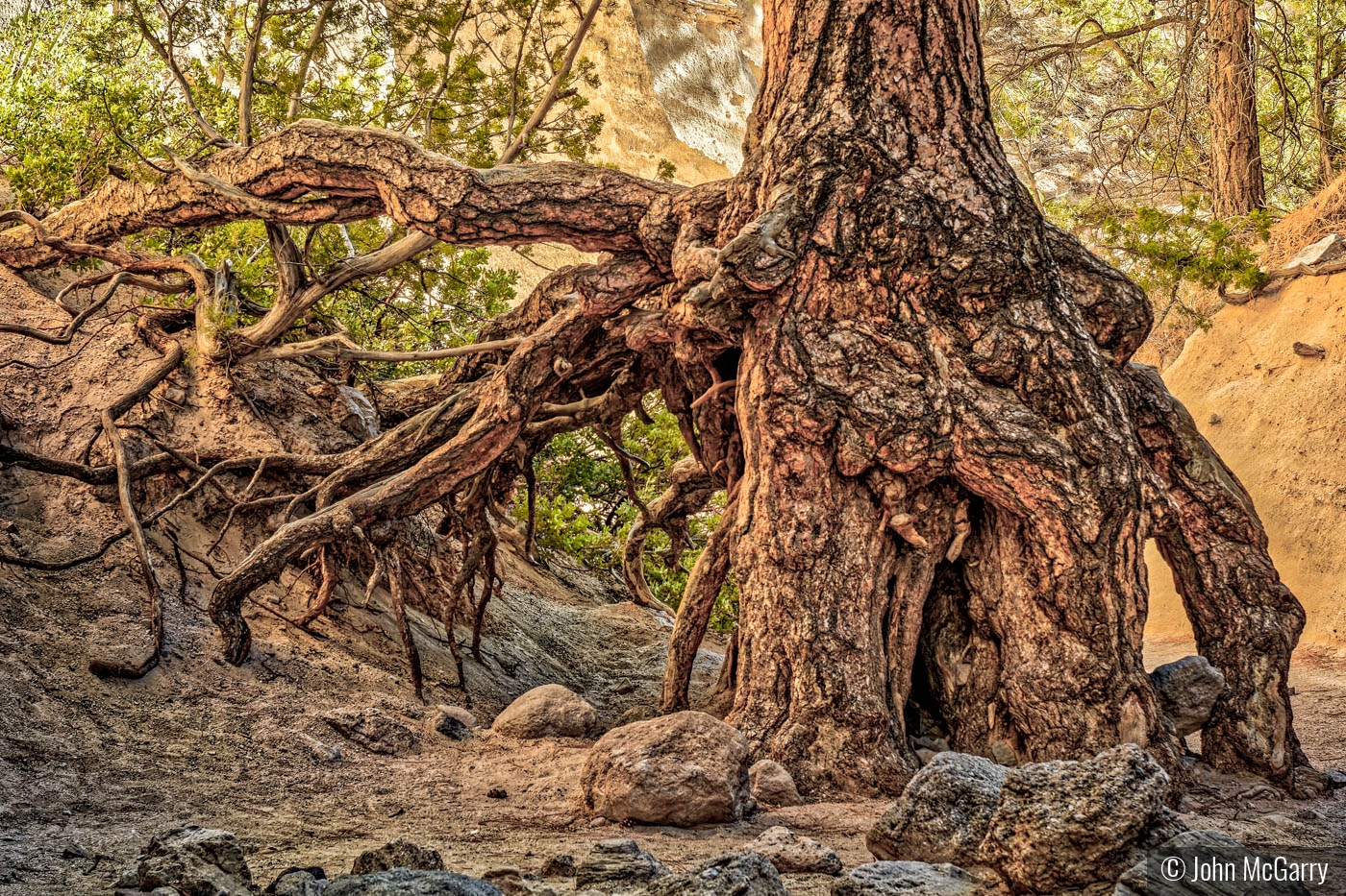 Roots by John McGarry