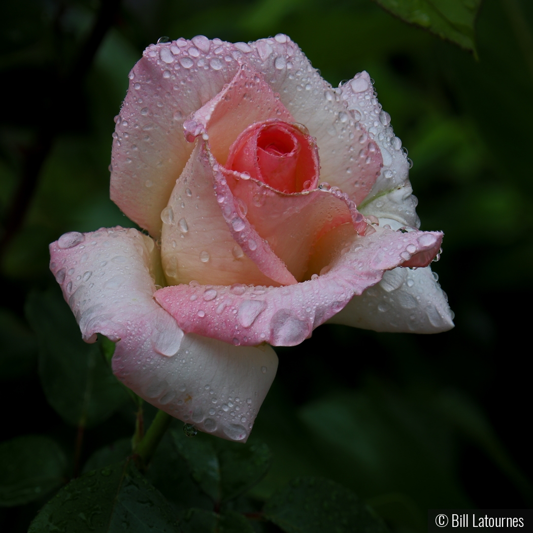 Rose After The Rain by Bill Latournes