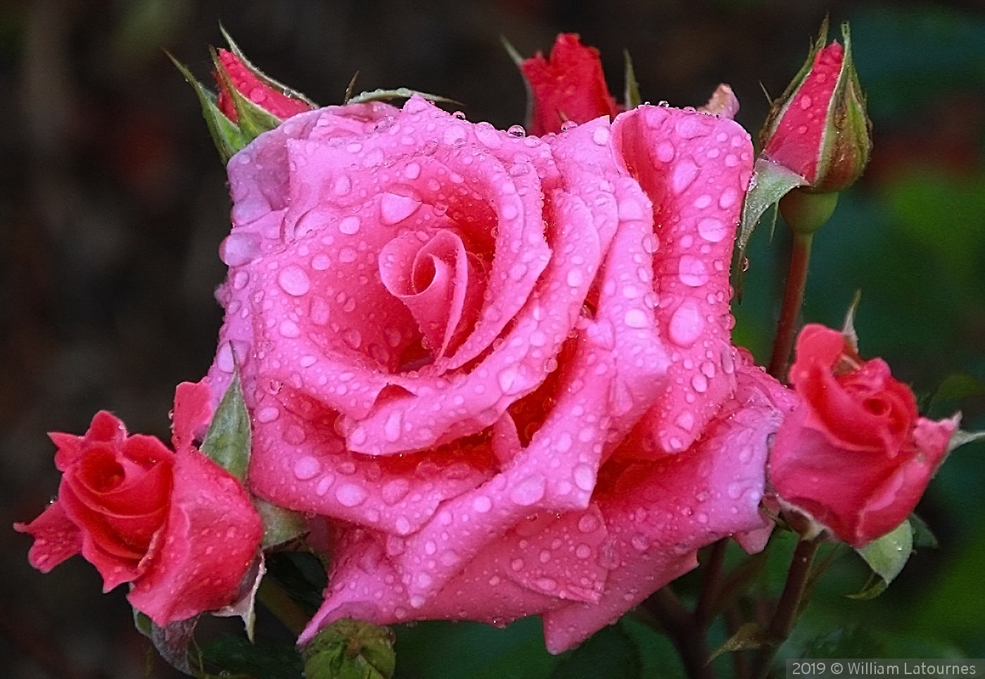 Rose After The Rain by William Latournes
