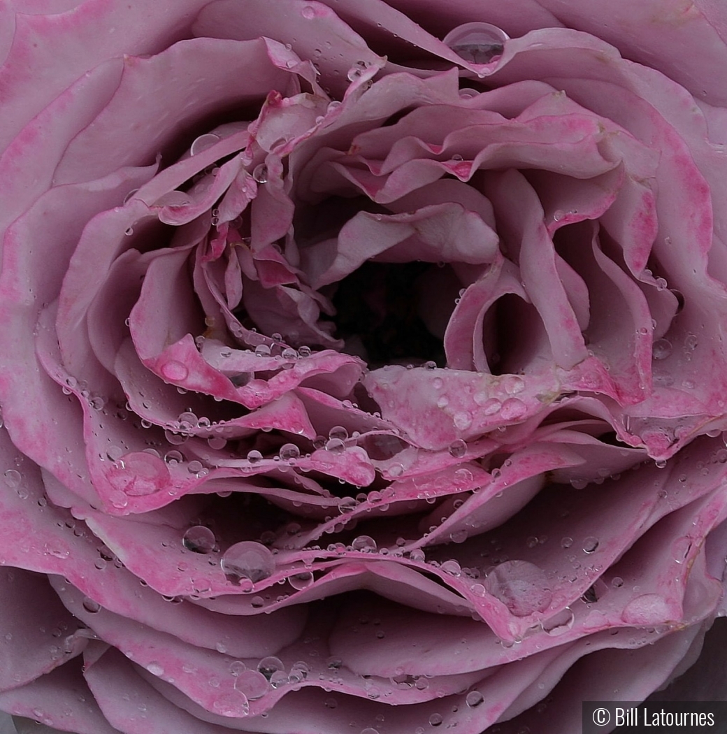Rose In The Rain by Bill Latournes
