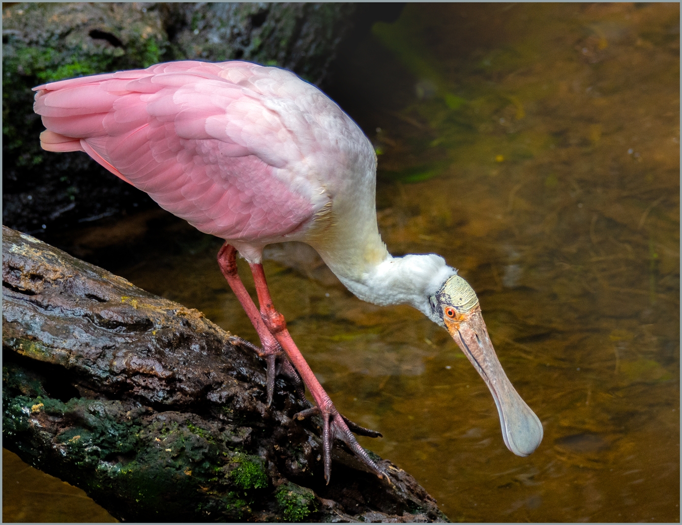 Roseate Spoonbill by Susan Case