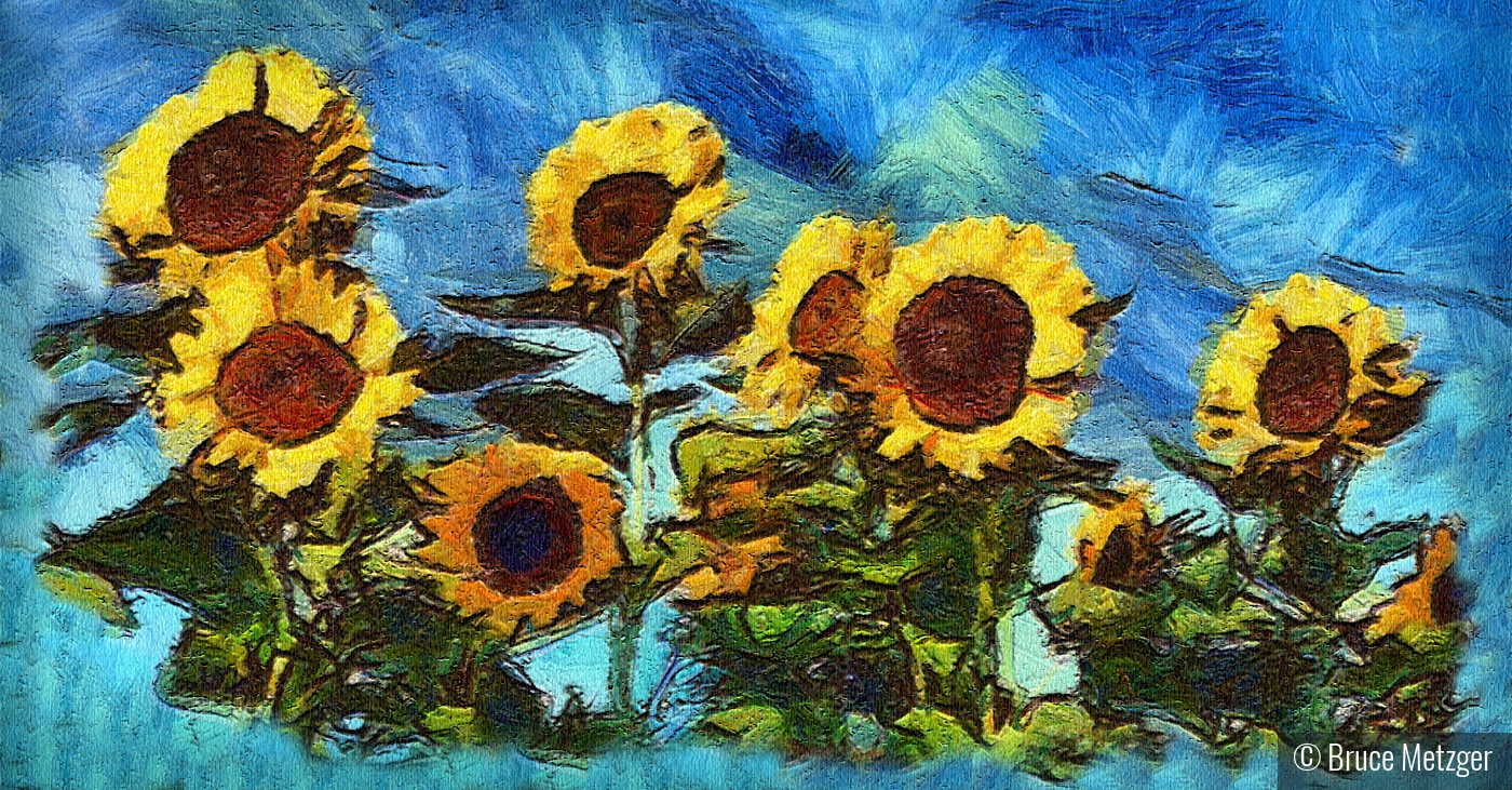 Rosedale Sunflowers by Bruce Metzger