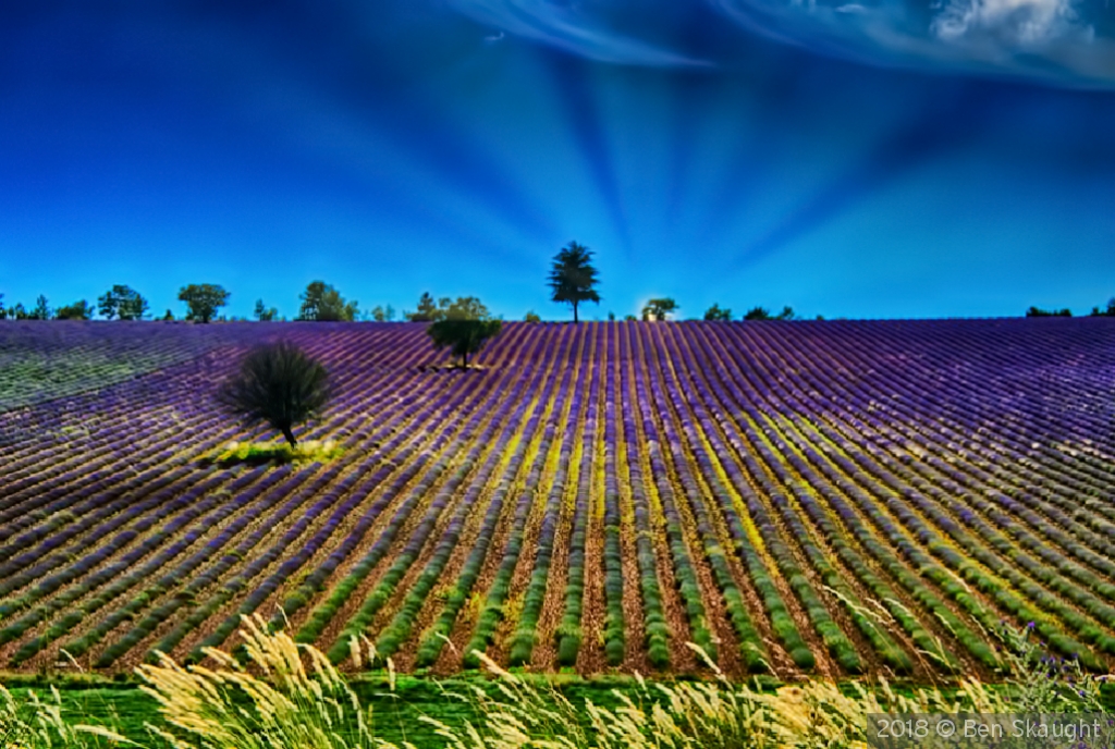 Rows of Lavender by Ben Skaught