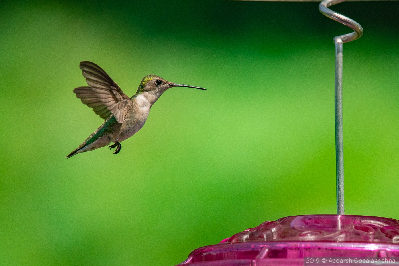 Ruby throated hummingbird in flight by Aadarsh Gopalakrishna