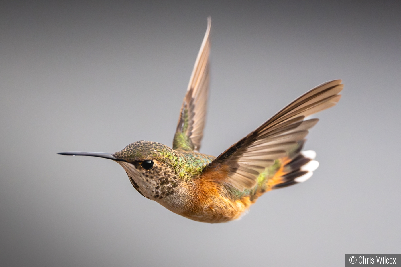 Rufous Hummingbird by Chris Wilcox
