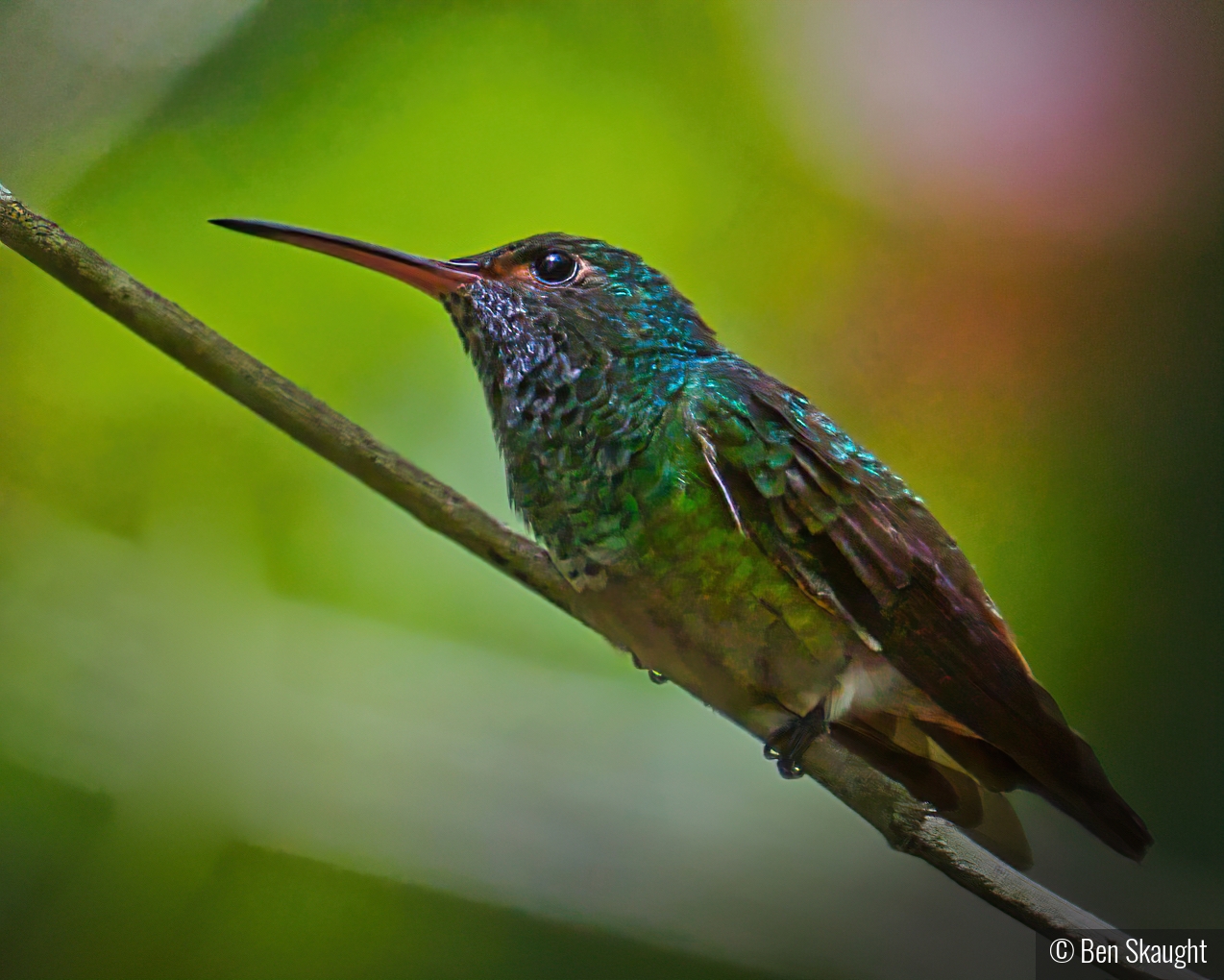 Rufous-Tailed Hummingbird by Ben Skaught