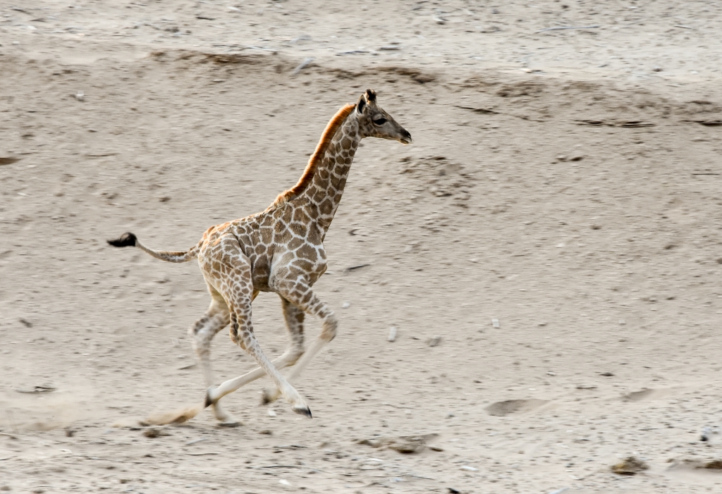 Running To Mama - Hoanib Namibia by Susan Case