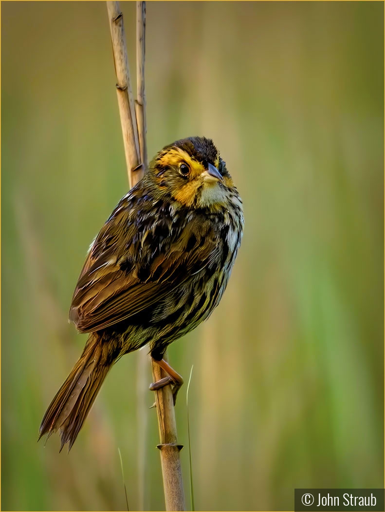 Saltmarsh Sparrow by John Straub