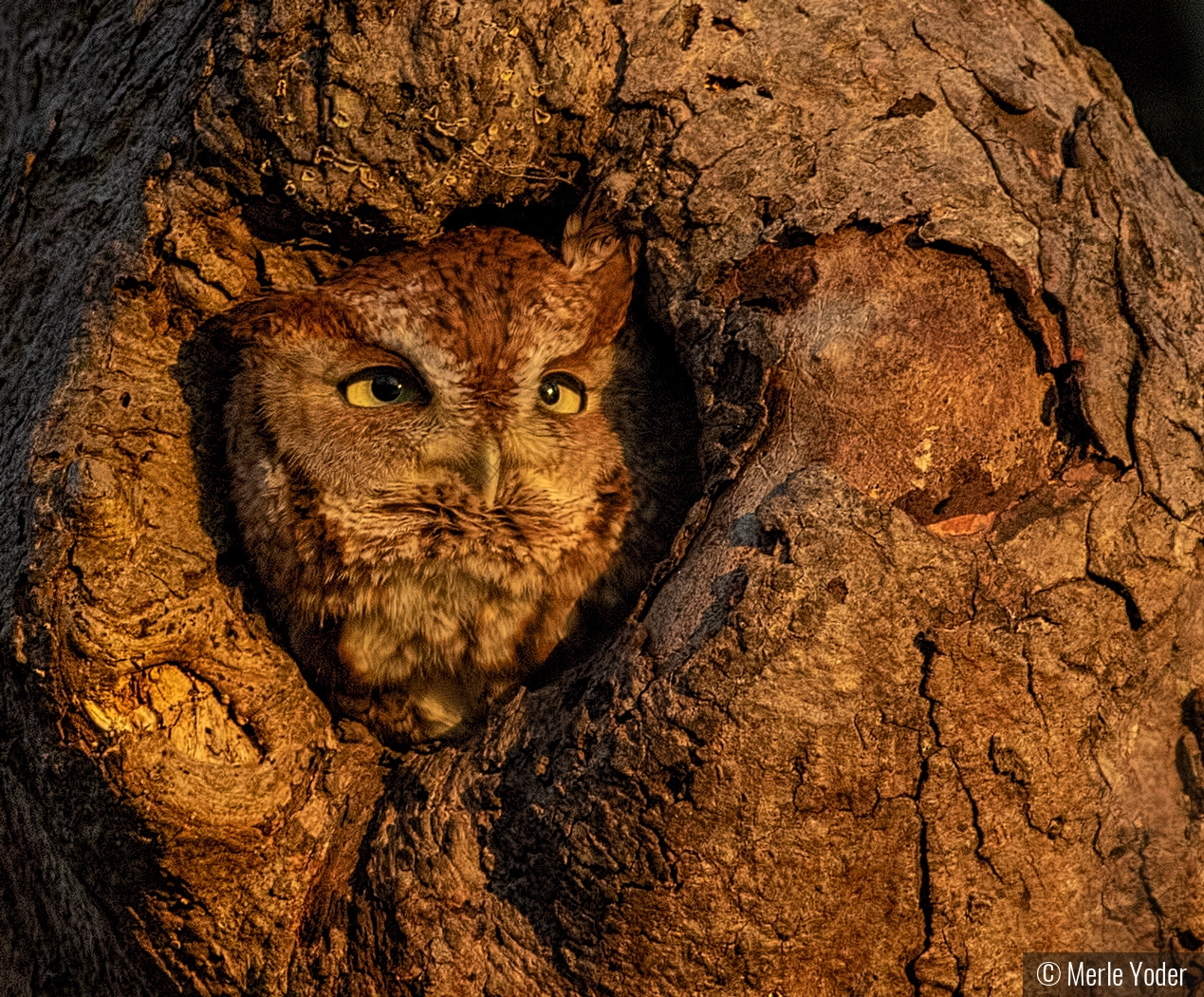 Screech Owl in nest by Merle Yoder