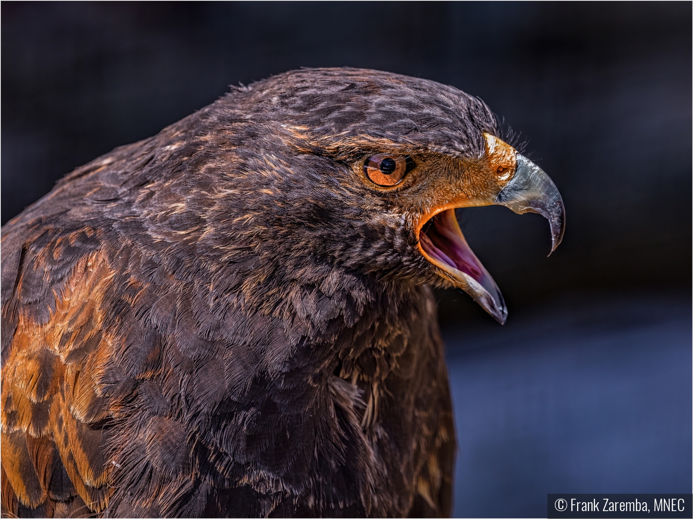Screeching Hawk by Frank Zaremba, MNEC