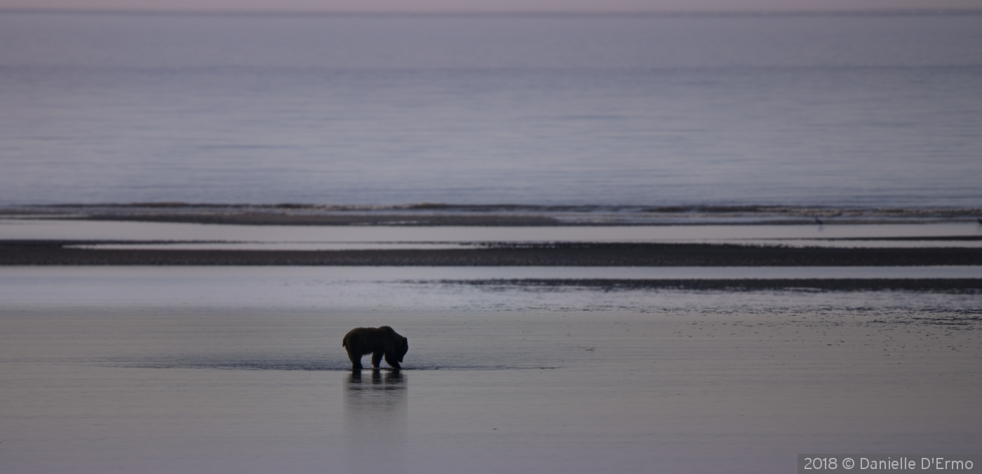 Seacape with Bear Silhouette by Danielle D'Ermo
