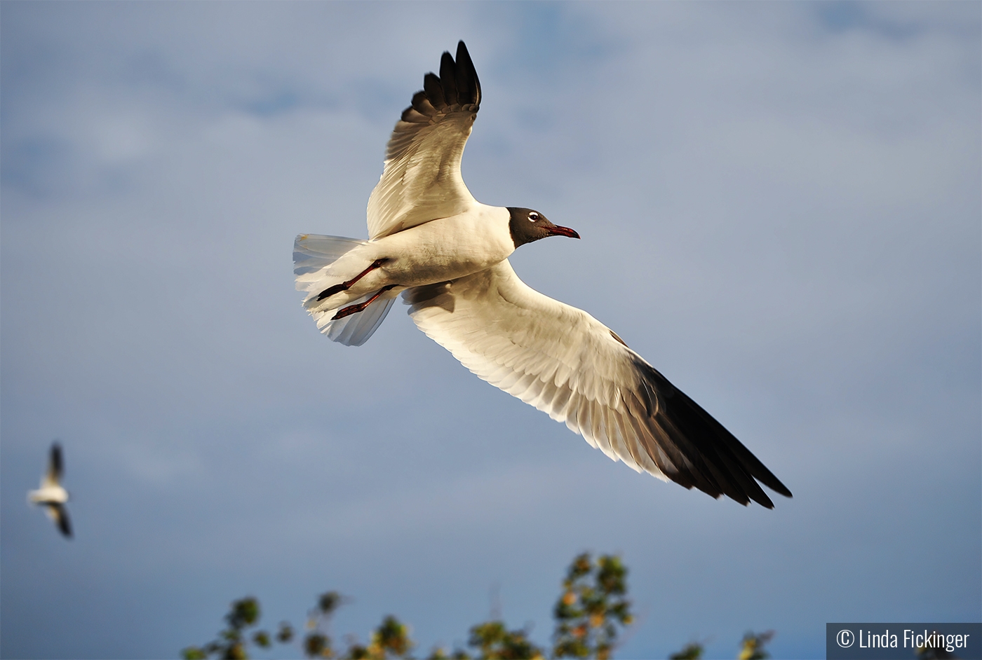 Seagull in Flight by Linda Fickinger