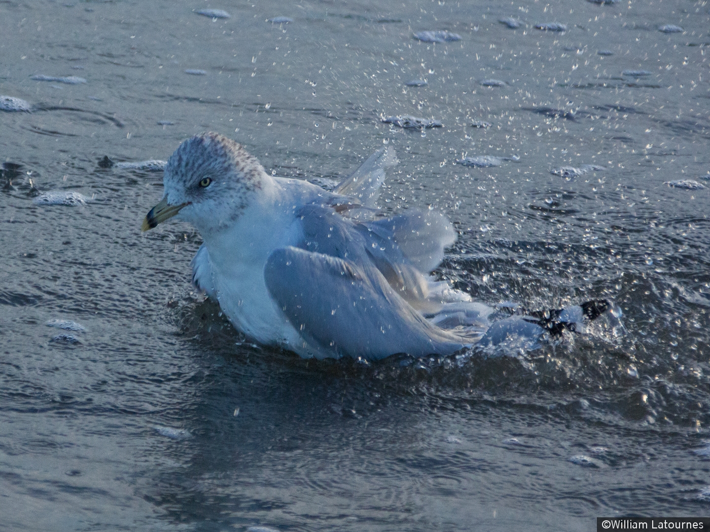 Seagull Taking A Bath by William Latournes