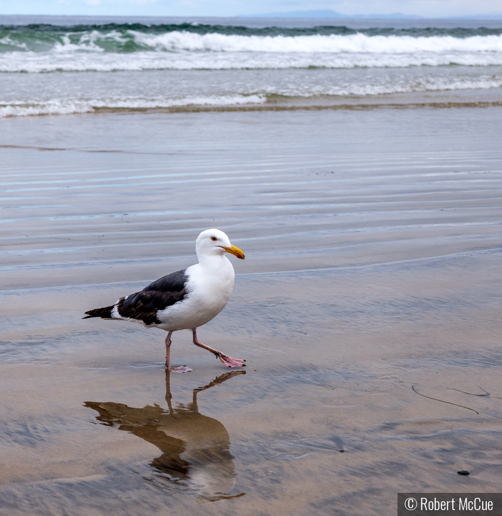 Seagull by Robert McCue