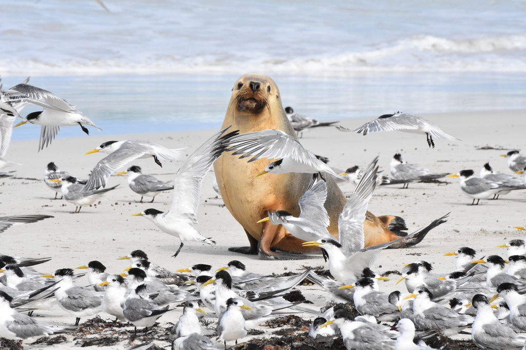 Seal Bay by Susan Case