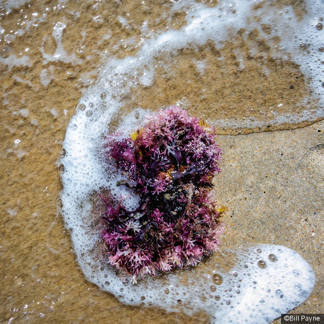 Seaweed near the surf by Bill Payne