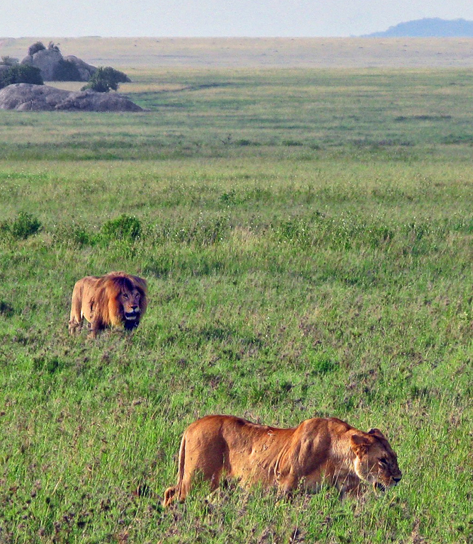 Serengeti Lions On A Hunt by Lou Norton