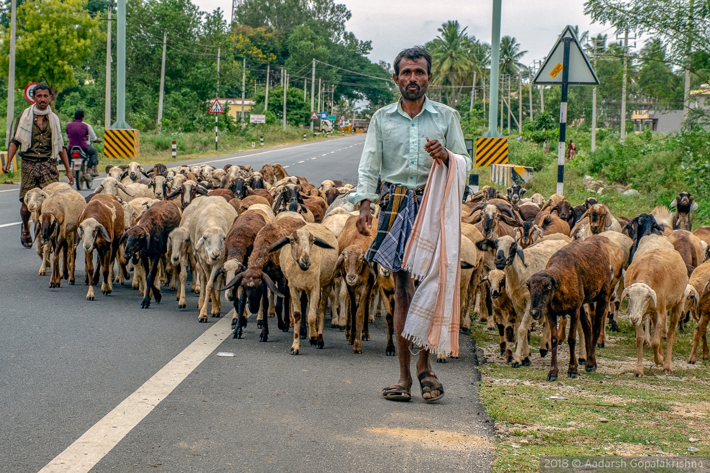 Shepherd with his Sheep cross the street - India by Aadarsh Gopalakrishna