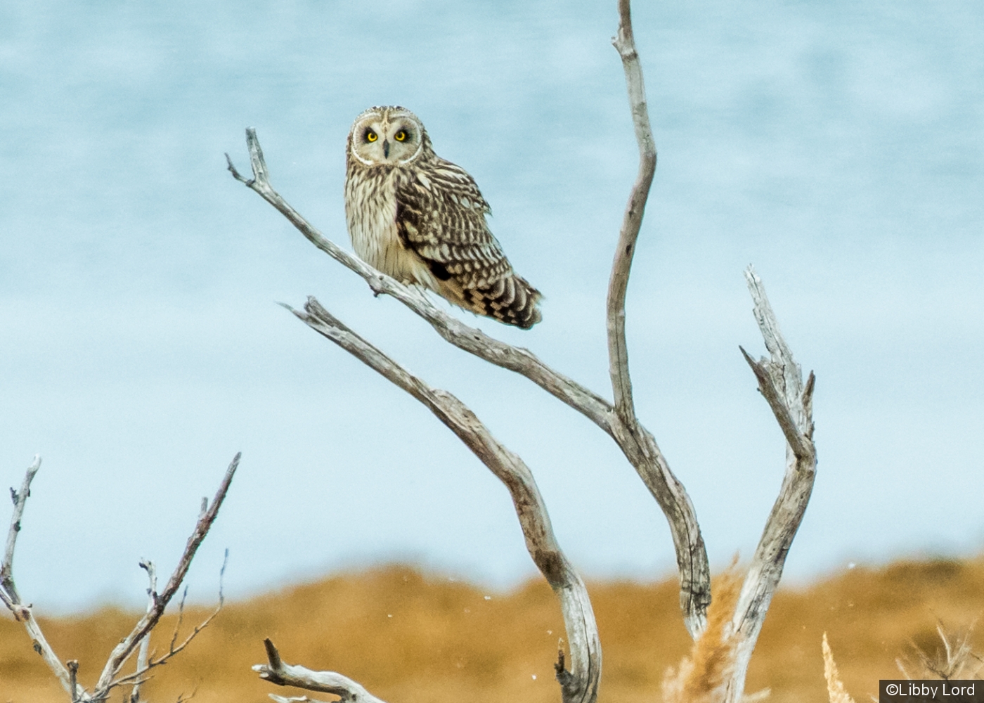 Short-eared Owl in the Snow by Libby Lord