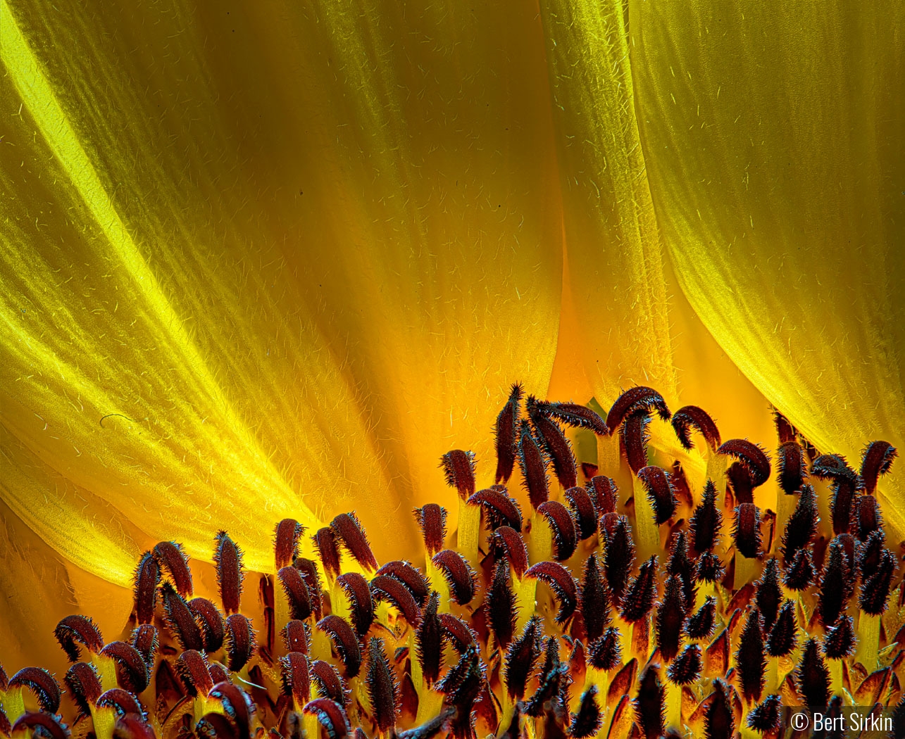 Silken Sunflower by Bert Sirkin