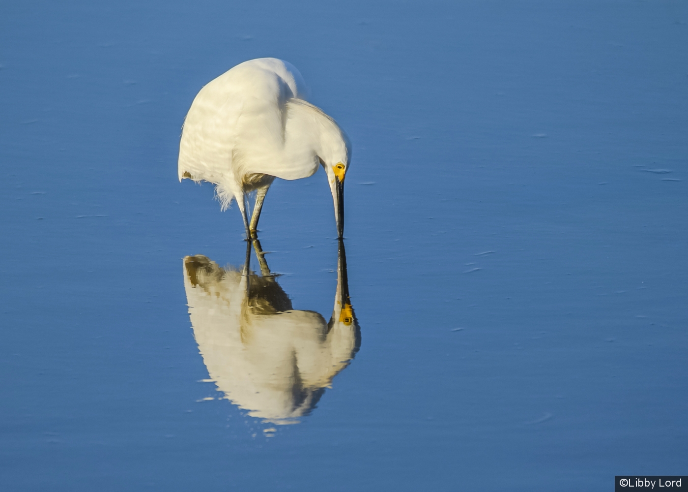 Simply an Egret by Libby Lord