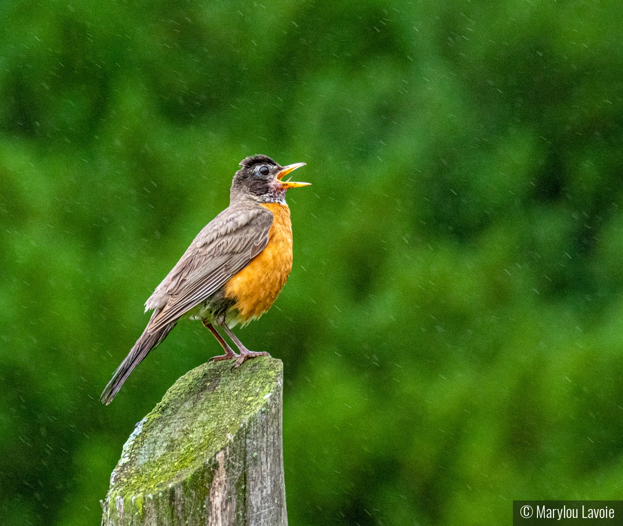 Singing In The Rain by Marylou Lavoie